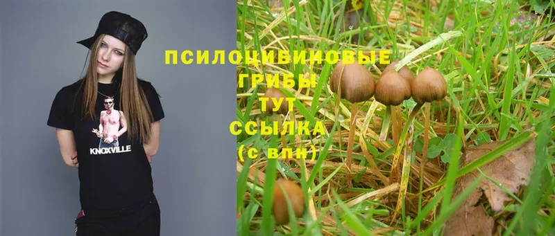 продажа наркотиков  Заозёрск  Галлюциногенные грибы Psilocybine cubensis 